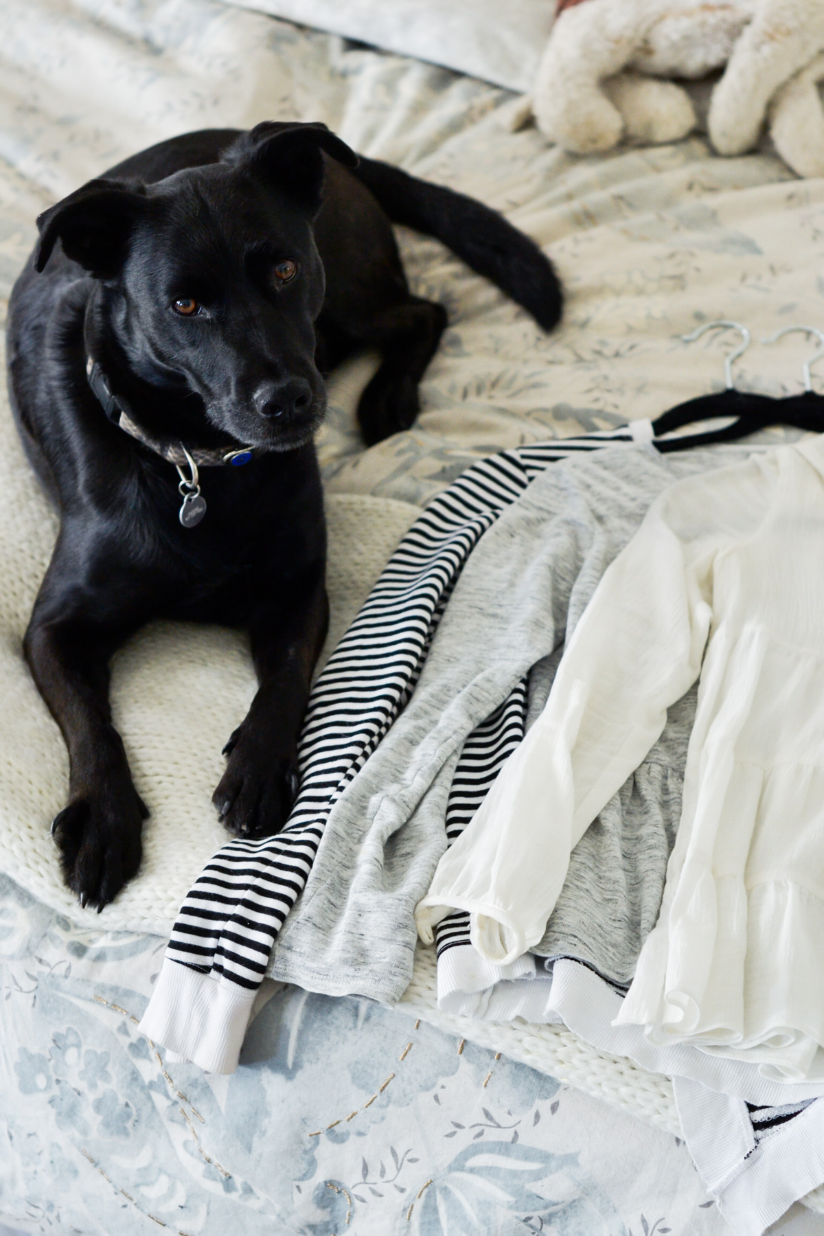 Amanda Holstein's black lab mix laying on the bed