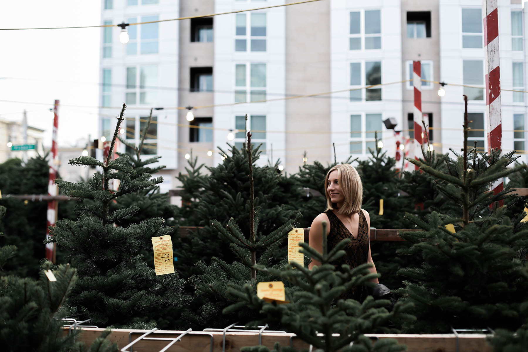 christmas tree lot san francisco